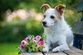 Cute little terrier dog with a roses flower bouquet